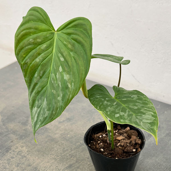 観葉植物/フィロデンドロン：マジェスティック 3号ポット