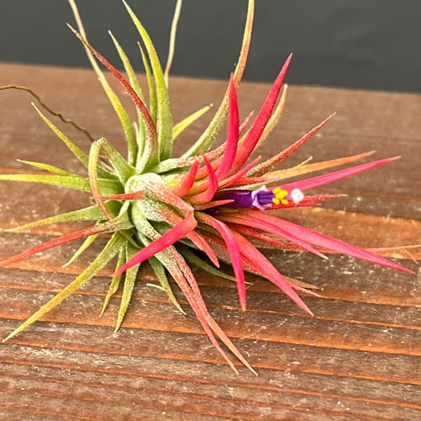 観葉植物/ティランジア：イオナンタ フエゴ