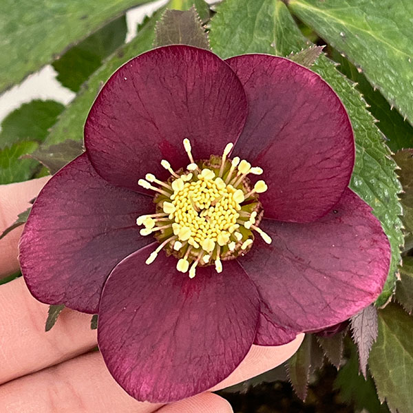 楽天市場】クリスマスローズ 野田園芸（花・ガーデン・DIY）の通販