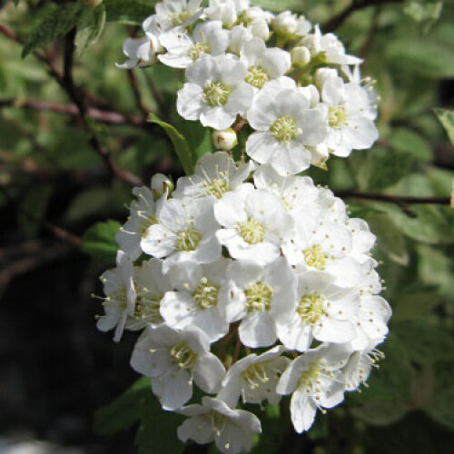 花木 庭木の苗/コデマリ：ブライダルリース4号ポット