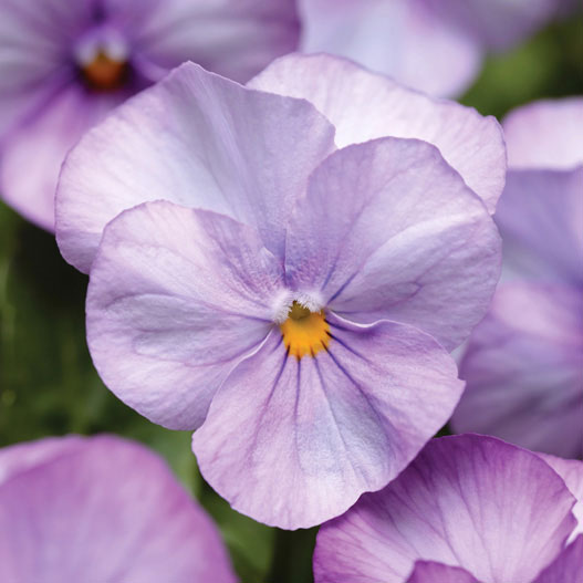 草花の苗/ビオラ：ソルベXPラベン...