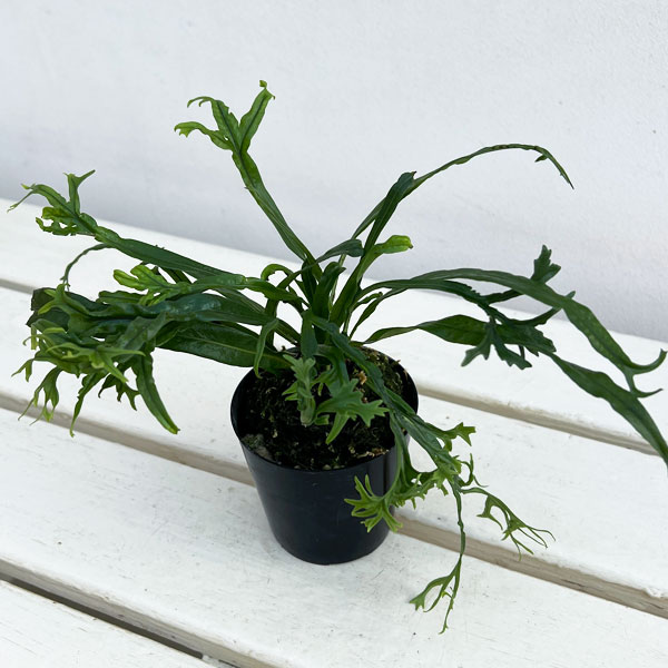 山野草の苗/シダ：ノキシノブ 実生ハイブリッド（獅子葉系）2.5号ポット