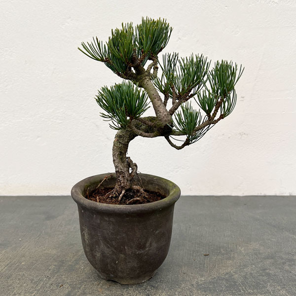 ゴヨウマツ（五葉松）：小品盆栽 25-04