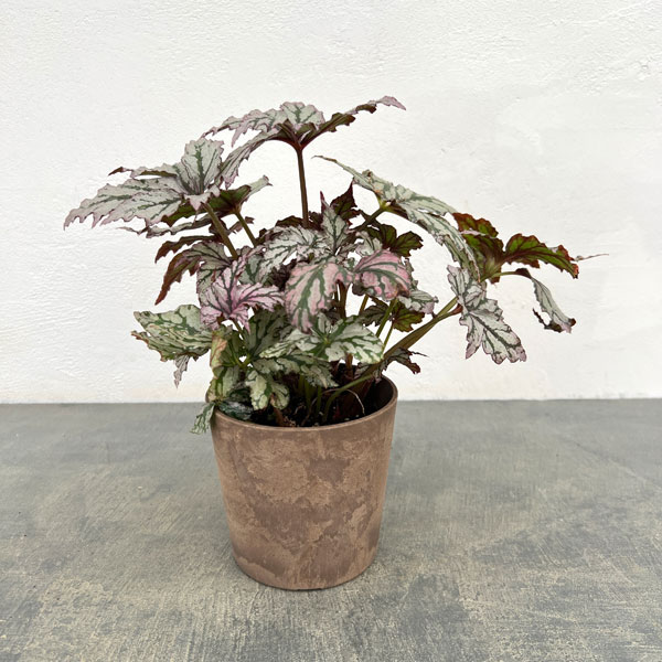 楽天市場】ベゴニア ピンクの通販