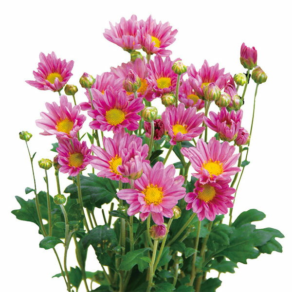 草花の苗/手間なし菊苗：2度咲き小菊：桃系（踊子など）4号ポット