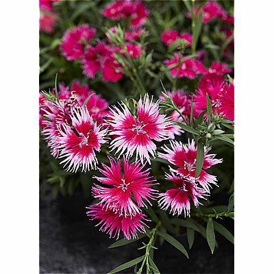 草花の苗/[送料無料]（わけあり特価）ダイアンサス：スープラ・チェリーピコティ3.5号ポット 12株セット