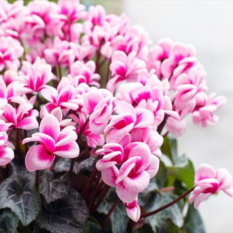 シクラメン：メルシー（旧パピヨン 八重咲き）4号鉢