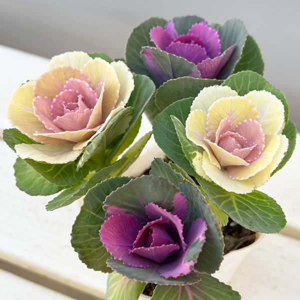 草花の苗/ハボタン：冬うらら＆ウィンターチェリー4本仕立て3号ポット 6株セット