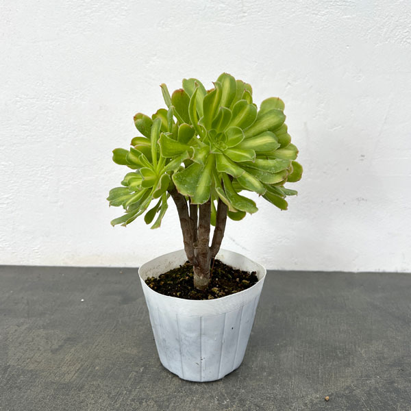 観葉植物/アエオニウム：パラダイス 3.5号ポット