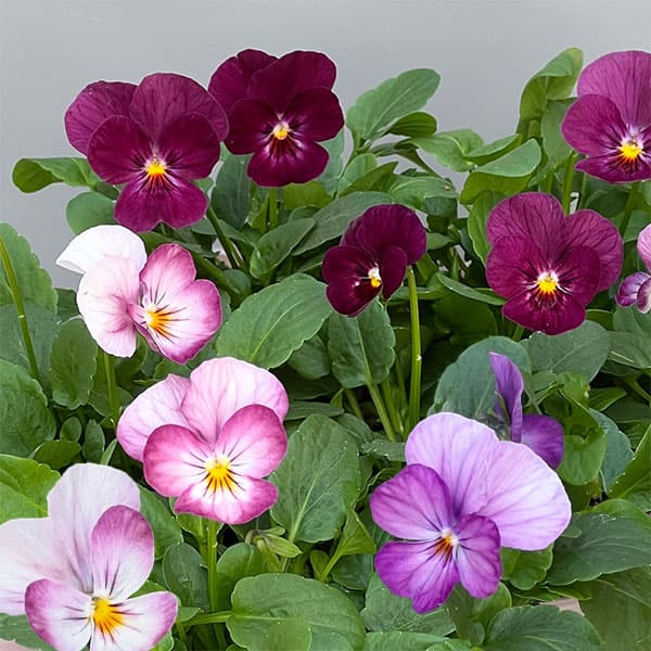 草花の苗/[送料無料]ビオラ：こも...