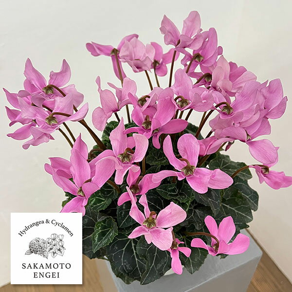 シクラメン：オートジャイロ（25-03）5号鉢植え【現品販売】