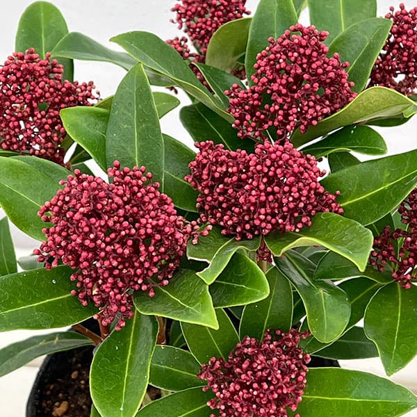 楽天市場】スキミア シキミアの通販