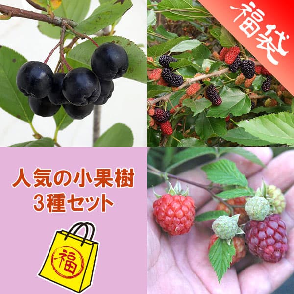 果樹の苗/人気の小果樹苗3種セット（ラズベリー グレンモイ・スイートマルベリー・アロニア チョコベリー）