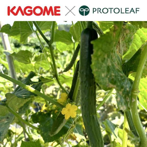 野菜の苗/キュウリ：カゴメ 育つのが早い きゅうりそうまくん自根苗3号ポット 12株セット