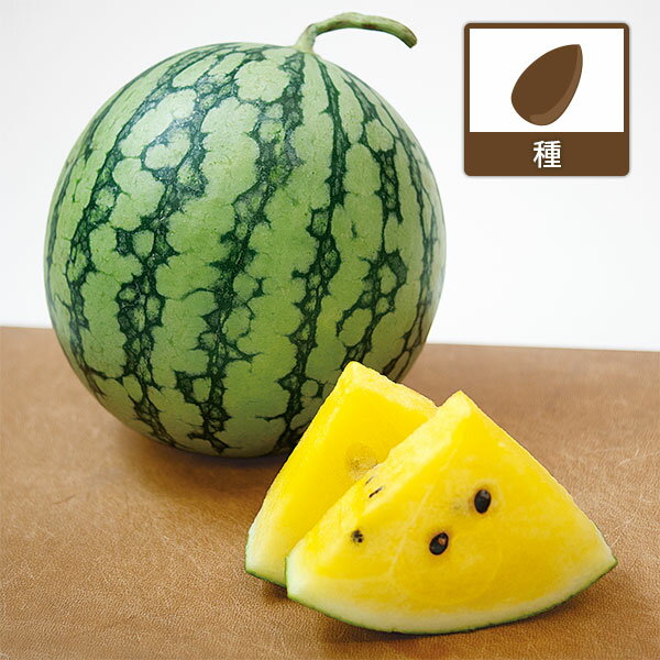 スイカ：ひよこひめ（黄小玉西瓜）[鮮やかな黄肉の小玉スイカ 野菜タネ]