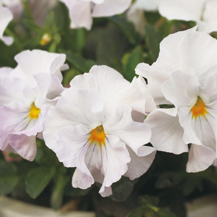 草花の苗/[送料無料]見元園芸さんのビオラ：ヴェルヴェール3-3.5号ポット 12株セット