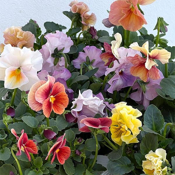 わびさび　ビオラ　新作　パルプンテ　ポット苗 わびさび様専用 ビオラ 新作 パルプンテ ポット苗 楽天市場】ビオラ 新