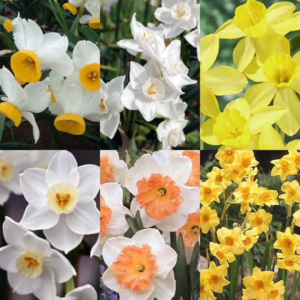 スイセン（水仙）：一重・品種アソート3号ポット 3個セット