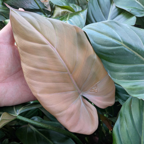 観葉植物/フィロデンドロン：サマーグローリ 5号鉢植え