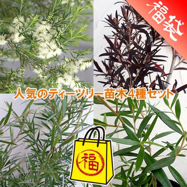 ���� ���ڤ���/�͵��Υƥ����ĥ꡼����4�糧�å�