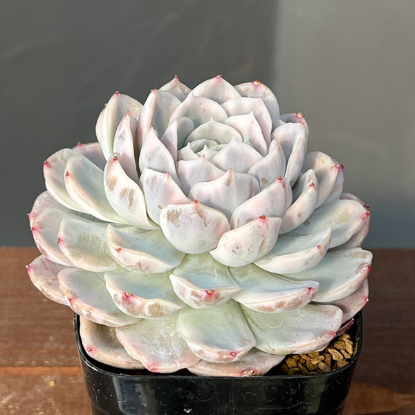 観葉植物/エケベリア：スノーバル錦 2.5号