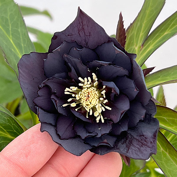 楽天市場】クリスマスローズ ブラック ダブルの通販