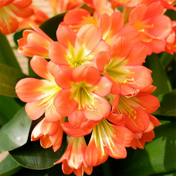 クンシラン：ダルマクンシラン6号鉢植え