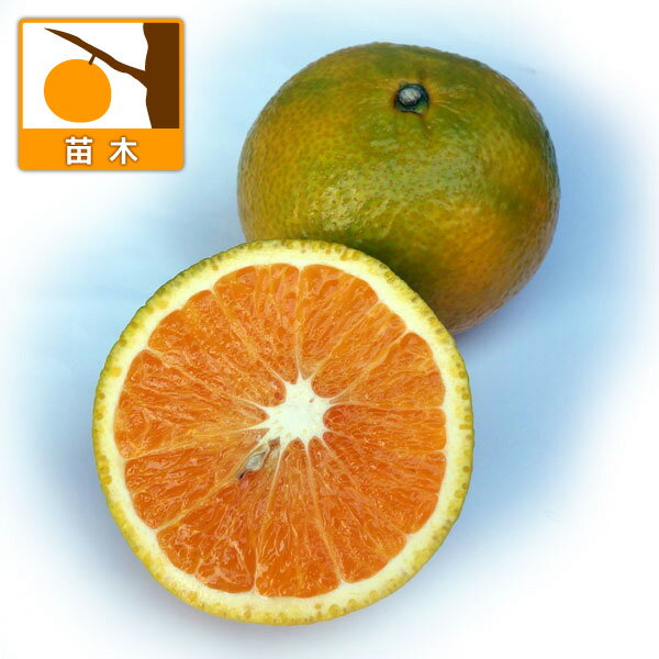 果樹の苗/ミカン：スイートスプリング3号ポット