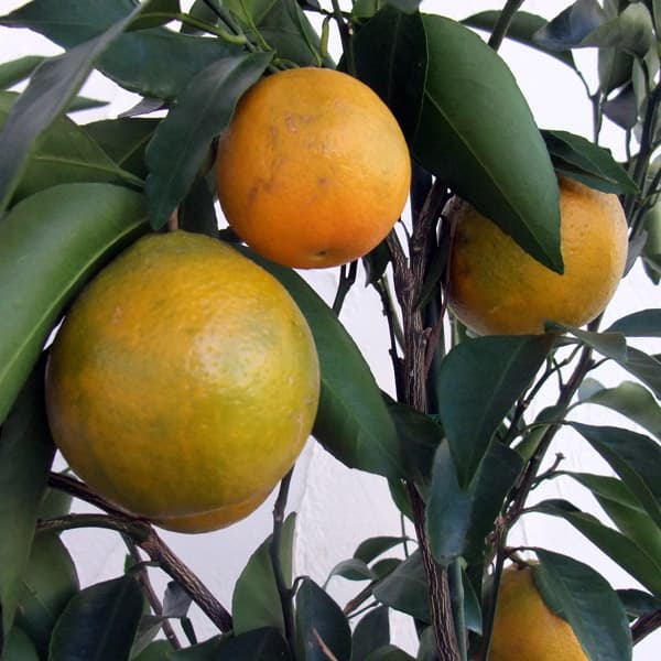 果樹の苗/はるみ3号ポ�