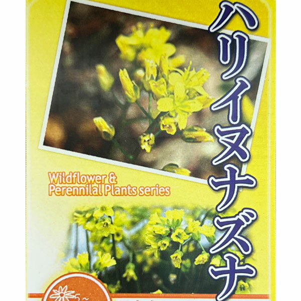 山野草の苗/ナズナ：ハリイヌナズナ3号ポット