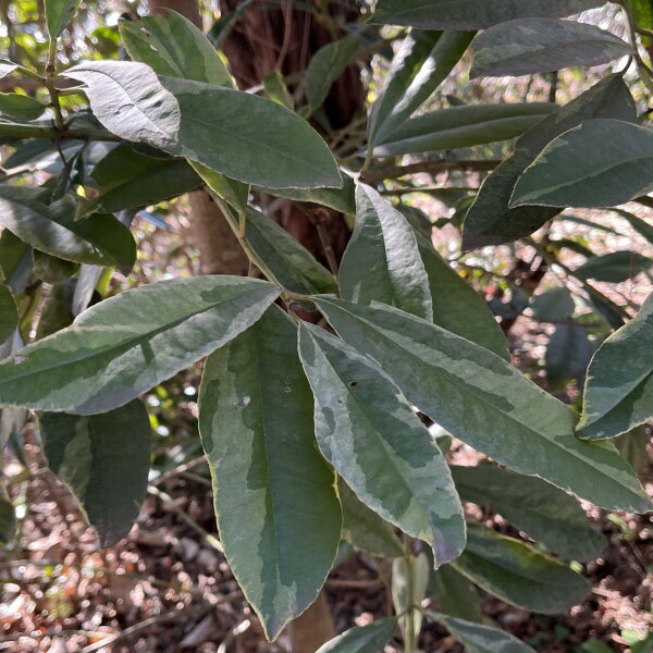 花木 庭木の苗/タラヨウ：斑入り7号ポット