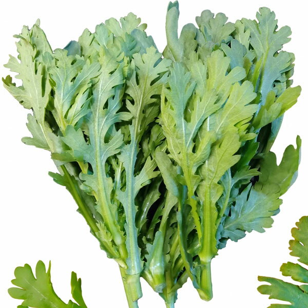 野菜の苗/シュンギク：チュウバシュンギク（中葉春菊）3.5号ポット苗