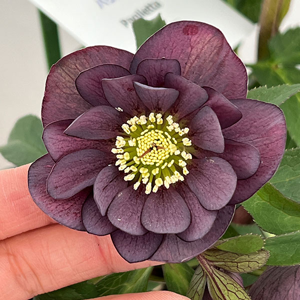 花郷園さんのクリスマスローズ：26...