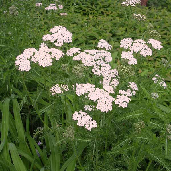 ハーブの苗/ヤロウ（西洋ノコギリソウ）：ワイルド3号ポット 12株セット