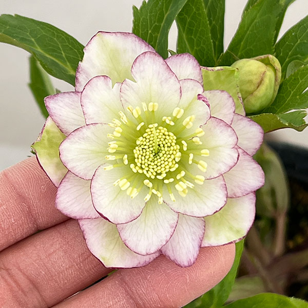 楽天市場】クリスマスローズ 若泉の通販