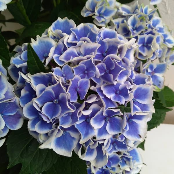 花木 庭木の苗/アジサイ：キャンディーハート3.5号ポット