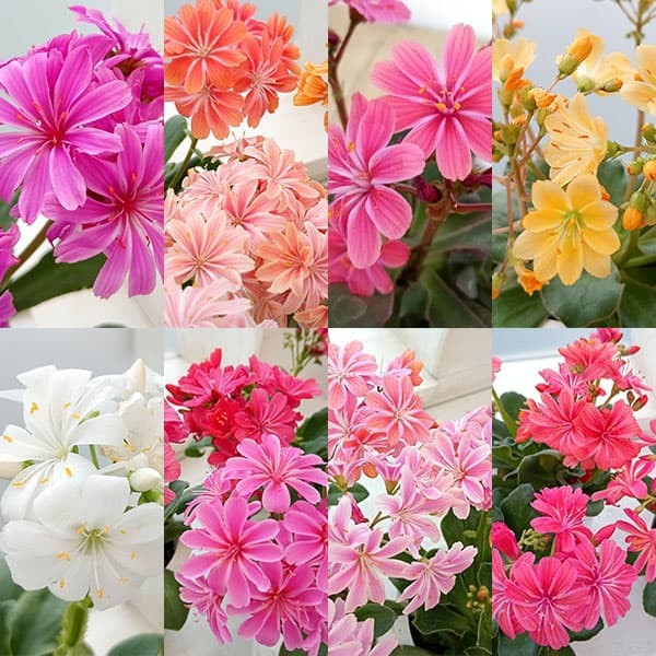 草花の苗/（わけあり特価）レウイシア：恋花火（花色おまかせ）3号ポット 6株セット