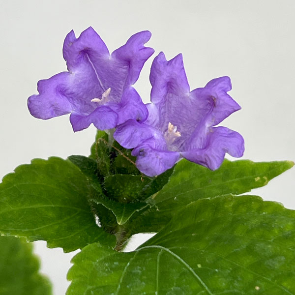 秋に紫花を咲かせる ストロビランテス山野草の苗/[サマーセール]スズムシバナ（鈴虫花）3号ポット★入荷から日数が経ったためセール価格となりました。商品の状態は画像と異なる場合があります。★スズムシバナは西日本の林下に自生するキツネノマゴ科の植物です。秋の鈴虫の鳴く頃に花咲くことからこの名前がついたと言われています。紫色の花を咲かせます。ラン科のスズムシソウとは別種です。学名Strobilanthes oliganthaタイプキツネノマゴ科の非耐寒性多年草　草丈40-60cm開花期日照半日陰栽培方法：日当たりを好みますが夏の直射光は避けます。寒さに弱いので冬は室内で管理します。5〜10度程度温度を保ちます。土の表面が乾いてからたっぷりと水を与えます。写真はイメージです。