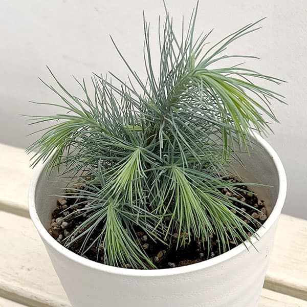 花木 庭木の苗/マツ（松）：マルチネスピニョンマツ5号鉢植え