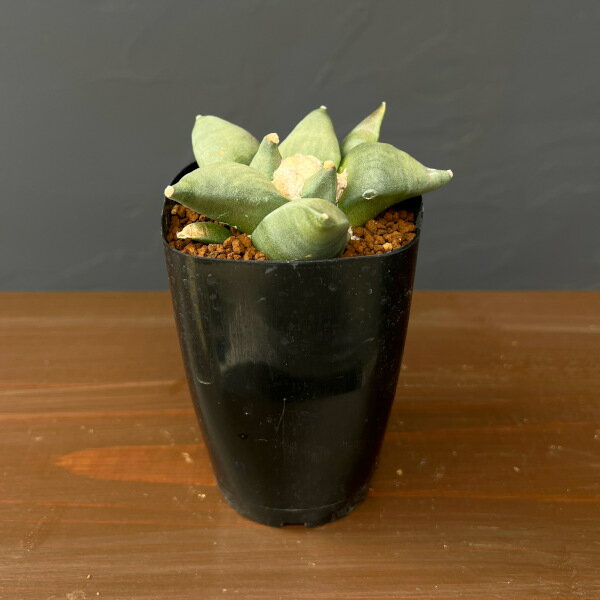 観葉植物/サボテン：アリオカルプス花牡丹 2.5号鉢植え