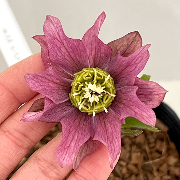 ���ı�ݤ���Υ��ꥹ�ޥ����������ҥǥ����ȥ��֥�26-08��4.5��ݥåȡڸ��������