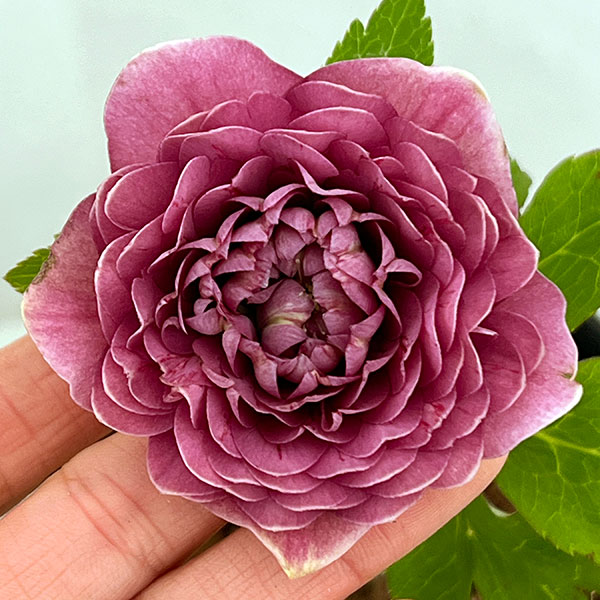 楽天市場】吉田園芸の通販