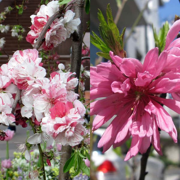 花木庭木の苗/ペアフラワー：ハナモ...
