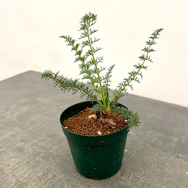 楽天市場】ペラルゴニウム（観葉植物｜花・観葉植物）：花・ガーデン