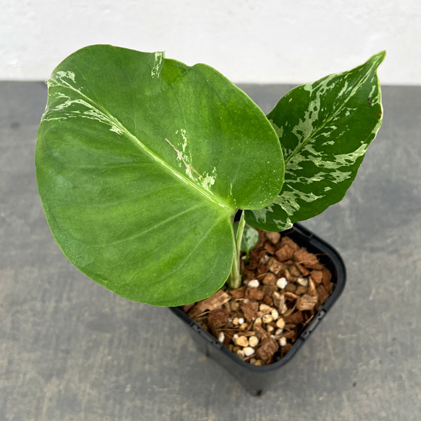 観葉植物/モンステラ：デリシオーサ...