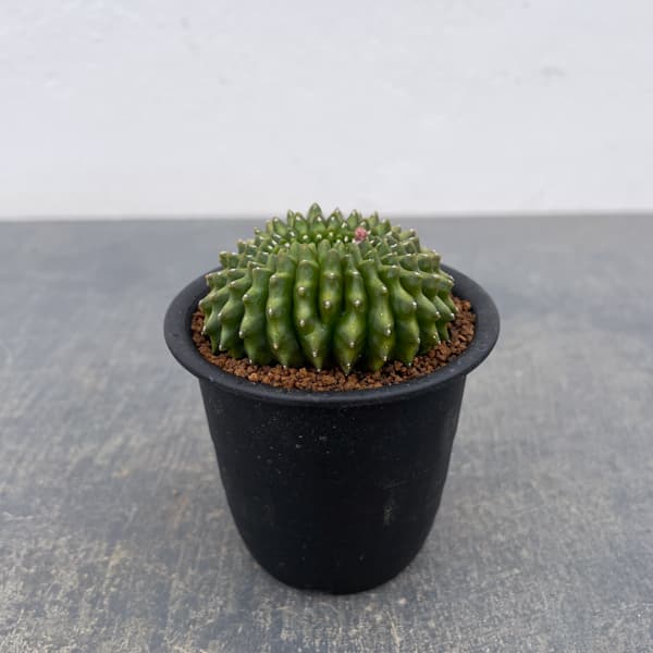 Rakuten - 観葉植物/サボテン：ギムノカリキウム 無刺牡丹玉石化 3号鉢植え