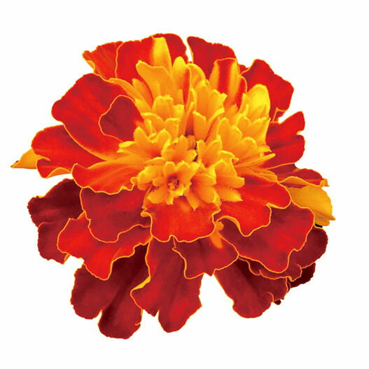 草花の苗/マリーゴールド：スーパー...