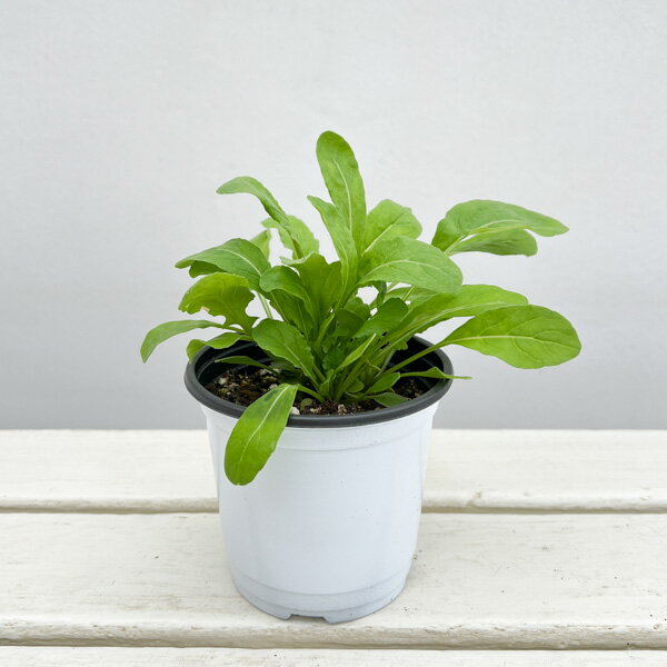 ハーブの苗/イタリアンハーブ：ルッコラ3.5号ポット