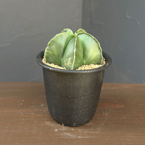 Rakuten - 観葉植物/アストロフィツム：鸞鳳玉（ランポウギョク）五角 3号鉢植え**