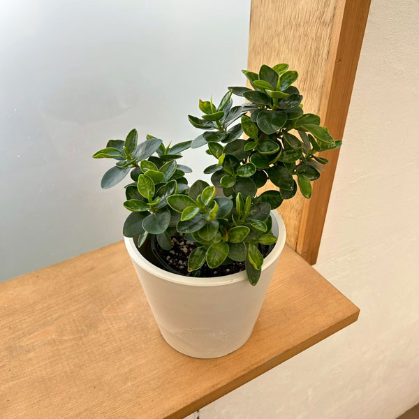 観葉植物/ガジュマル：じっくり育てたパンダガジュマル 3.5号ポット 鉢カバー付き(樹脂製鉢カバー・シティローMホワイト)